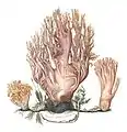Illustration of Ramaria Corralloides Purpurea