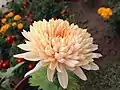 A peach coloured chrysanthemum