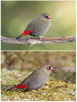 Image 22Beautiful FiretailPhoto: JJ HarrisonA Beautiful Firetail (Stagonopleura bella) male (top) and female. In this common Australian species of estrildid finch, nest-building and raising children is done collaboratively.More selected pictures