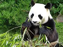 A panda eats bamboo