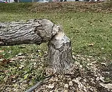 tree felled by beaver along bike path