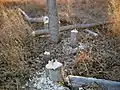 Beaver activity in Boyer Chute NWR