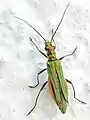 Female of Oedemera nobilis with her thin femora