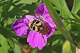 Bee beetle, Estonia