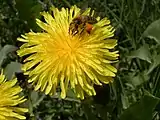 Dandelion pollen