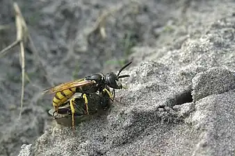 European beewolf Philanthus triangulum provisioning her nest with a honeybee