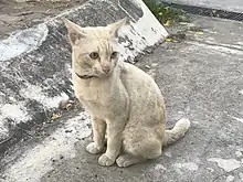 A beige cat