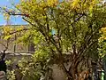 Beit Castel Pomegranate Tree Autumn