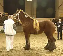 At a horse show.