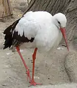 White stork