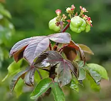 Túa-túa(Jatropha gossypiifolia)
