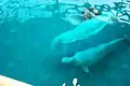 Two belugas swimming in the oceanarium