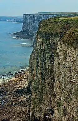 Bempton Cliffs looking towards Flamborough Head