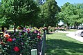 The Apex Rose Garden at Benalla, Victoria 2012