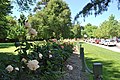 The Apex Rose Garden at Benalla, Victoria 2012