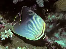 Eastern triangular butterflyfishChaetodon (Gonochaetodon) baronessa