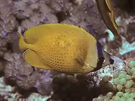 Sunburst butterflyfish (Chaetodon kleinii)