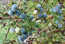 Berberis empetrifolia, fruit