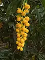 Berberis valdiviana, flowers, from Chile (cultivated at Birmingham Botanical Gardens (United Kingdom))