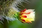 A budding flower