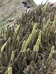 Bergerocactus emoryi on a ridge on North Coronado