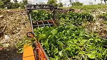 Aquatic weed harvester unloading Common water hyacinth