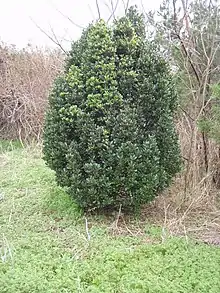 Bermuda olivewood (Elaeodendron laneanum)