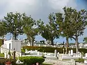 Bermuda cedars (Juniperus bermudiana) in the cemetery of St. John's Church (Church of England), Pembroke, Bermuda 2016