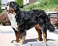 Berner Sennenhund (Bernese Mountain Dog)