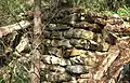 Remains of a bush hut, Berowra area