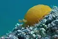 Yellow-plumed sea slug in Pula, Croatia