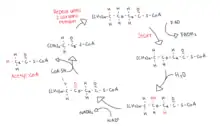 The process of Beta Oxidation of an activated Acyl-CoA molecule.