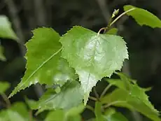 Betula populifolia leaves, New Brunswick, Canada