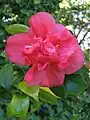 Camellia 'Beverley Caffin Rosea' bred by E.G. Waterhouse in Gordon 1947