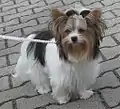 For normal Yorkshire Terriers Piebald spotting sp sp is not allowed. Tricolor Yorkies became a separate breed.