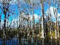 Cypresses growing along SR 94 (Loop Road)