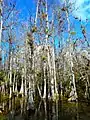 Cypresses growing along Loop Road SR 94