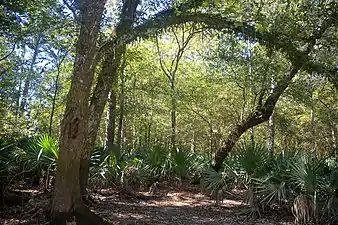 Sabal minor and resurrection fern (Pleopeltis polypodioides) growing on oak limb, Big Thicket National Preserve, Hardin Co. Texas (23 October 2019)