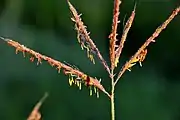 The flowerhead in bloom