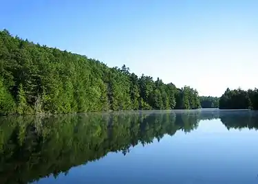 Pond mirroring green trees