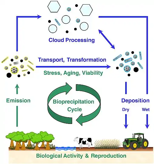 Global bioaerosol cycling After emission from the biosphere, bioaerosol particles interact with other aerosol particles and trace gases in the atmosphere and can be involved in the formation of clouds and precipitation. After dry or wet deposition to the Earth's surface, viable bioparticles can contribute to biological reproduction and further emission. This feedback can be particularly efficient when coupled to the water cycle (bioprecipitation).
