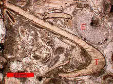 Bioclasts in an Ordovician biosparite of southern Ohio, USA.;T = trilobite; E = echinoderm