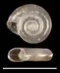 shell of Biomphalaria havanensis