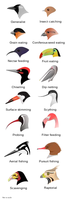  Illustration of the heads of 16 types of birds with different shapes and sizes of beak