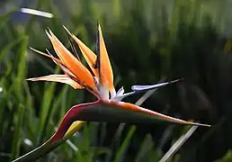 Bird of Paradise - Strelitzia reginae