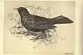 'Blackbird,' from plate 20 of Birds from Moidart and elsewhere (1895).