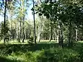 Birch fen wood, Kiehnmoor and Brambosteler Moor