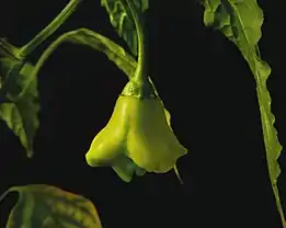 Bishop's crown fruit hanging on its plant