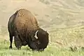 Plains bison