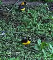 Male at Bhandak Thaatch (8500 ft) in Kullu-Manali District of Himachal Pradesh, India